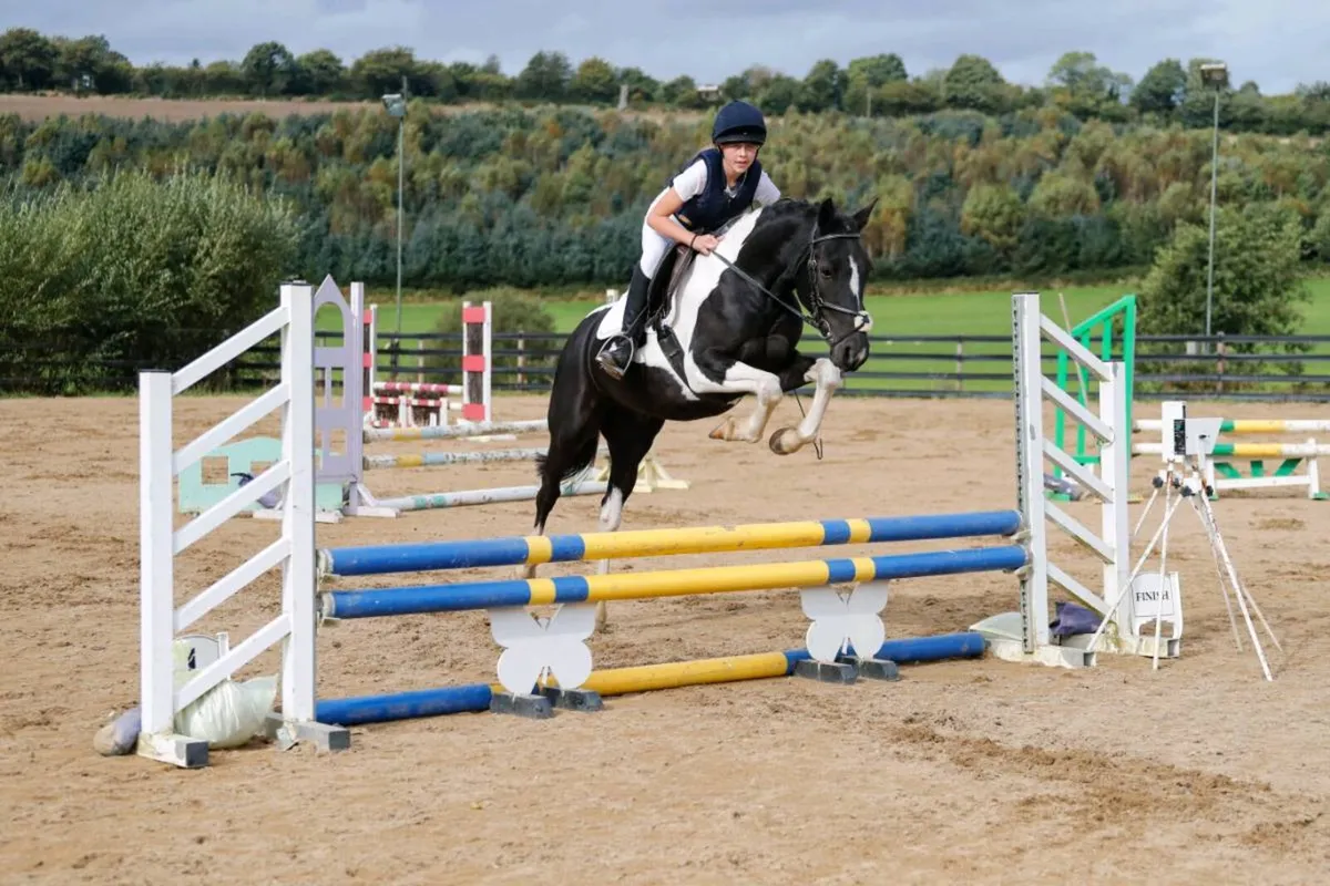 14.2hh all rounder 8 Yr old pony - Image 4
