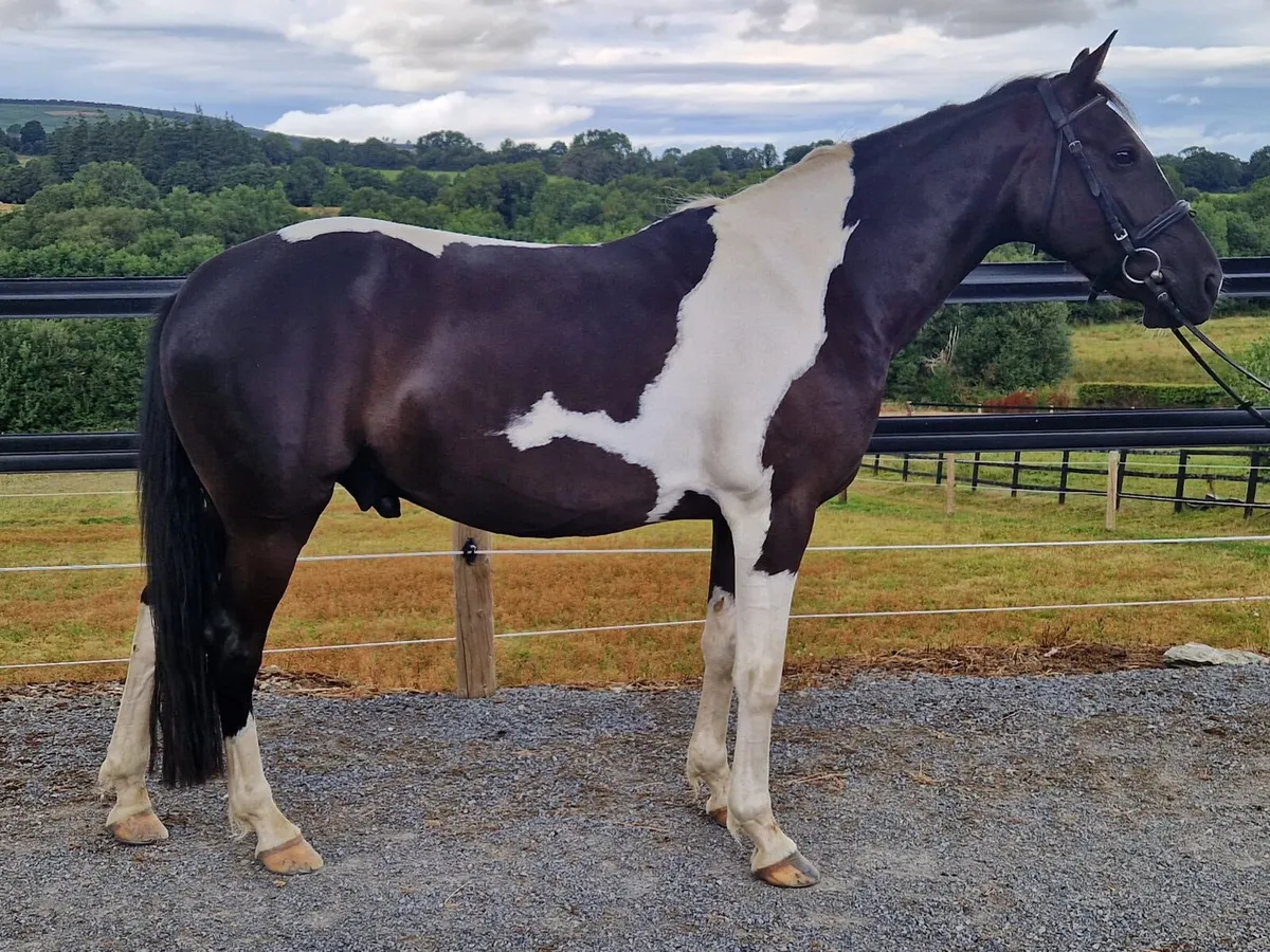 14.2hh all rounder 8 Yr old pony - Image 1