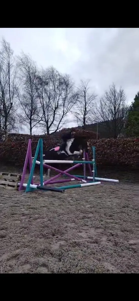 14.2hh all rounder 8 Yr old pony - Image 2