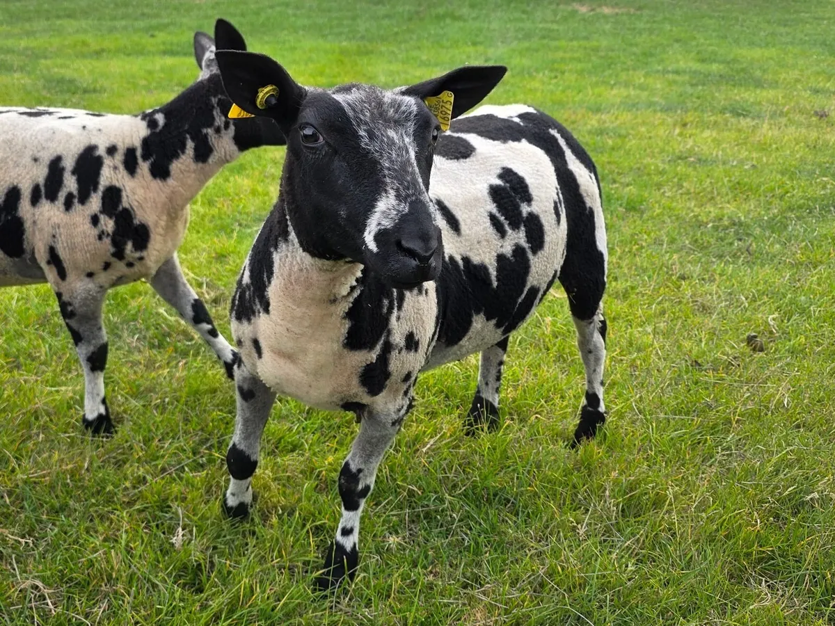 Pedigree Dutch Spotted Ewe Lambs - Image 4