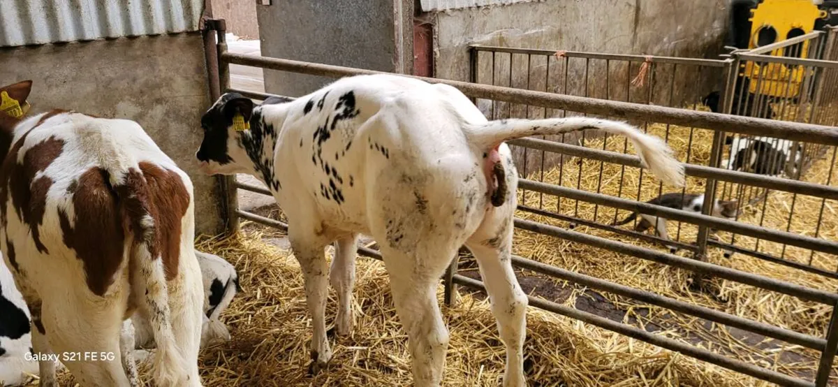 Calves and Runners