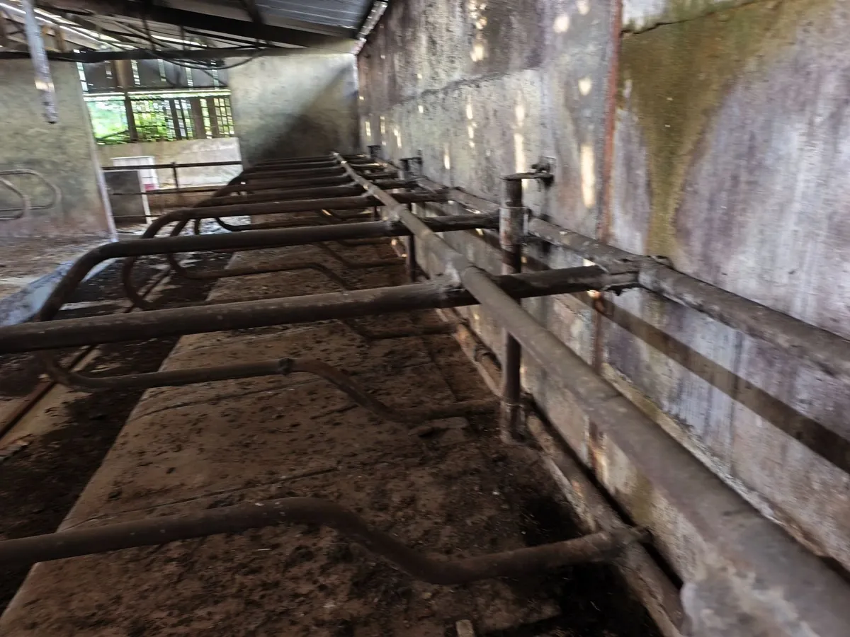 Cow Cubicles - Image 2