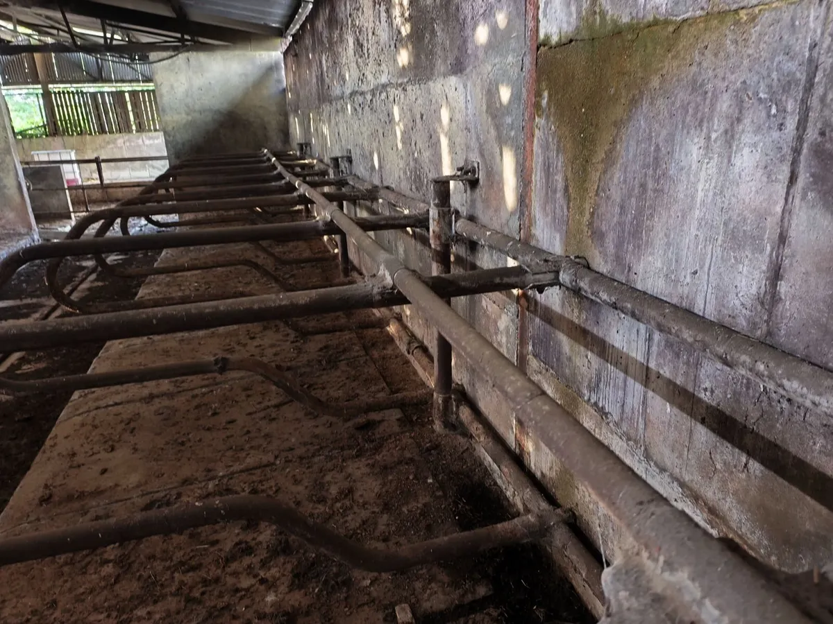 Cow Cubicles - Image 3