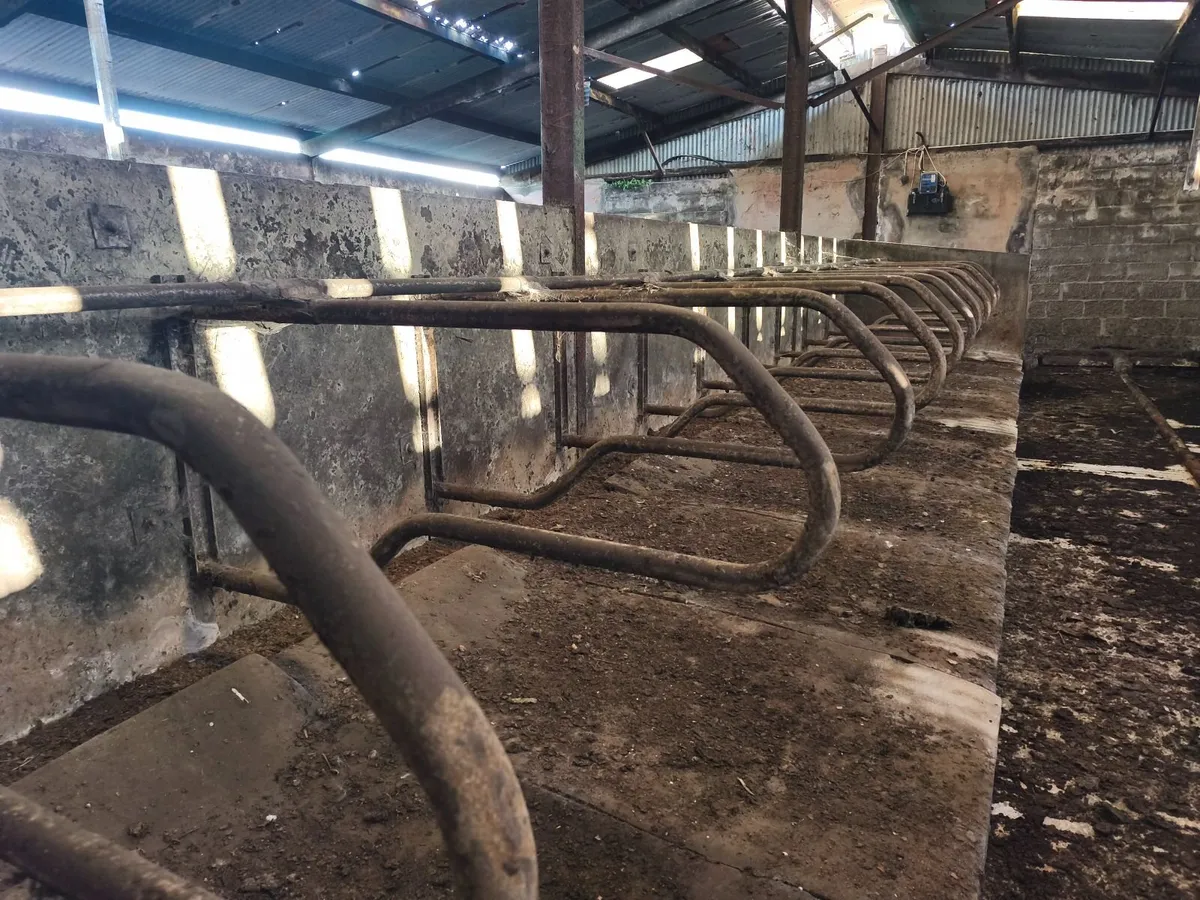 Cow Cubicles - Image 4