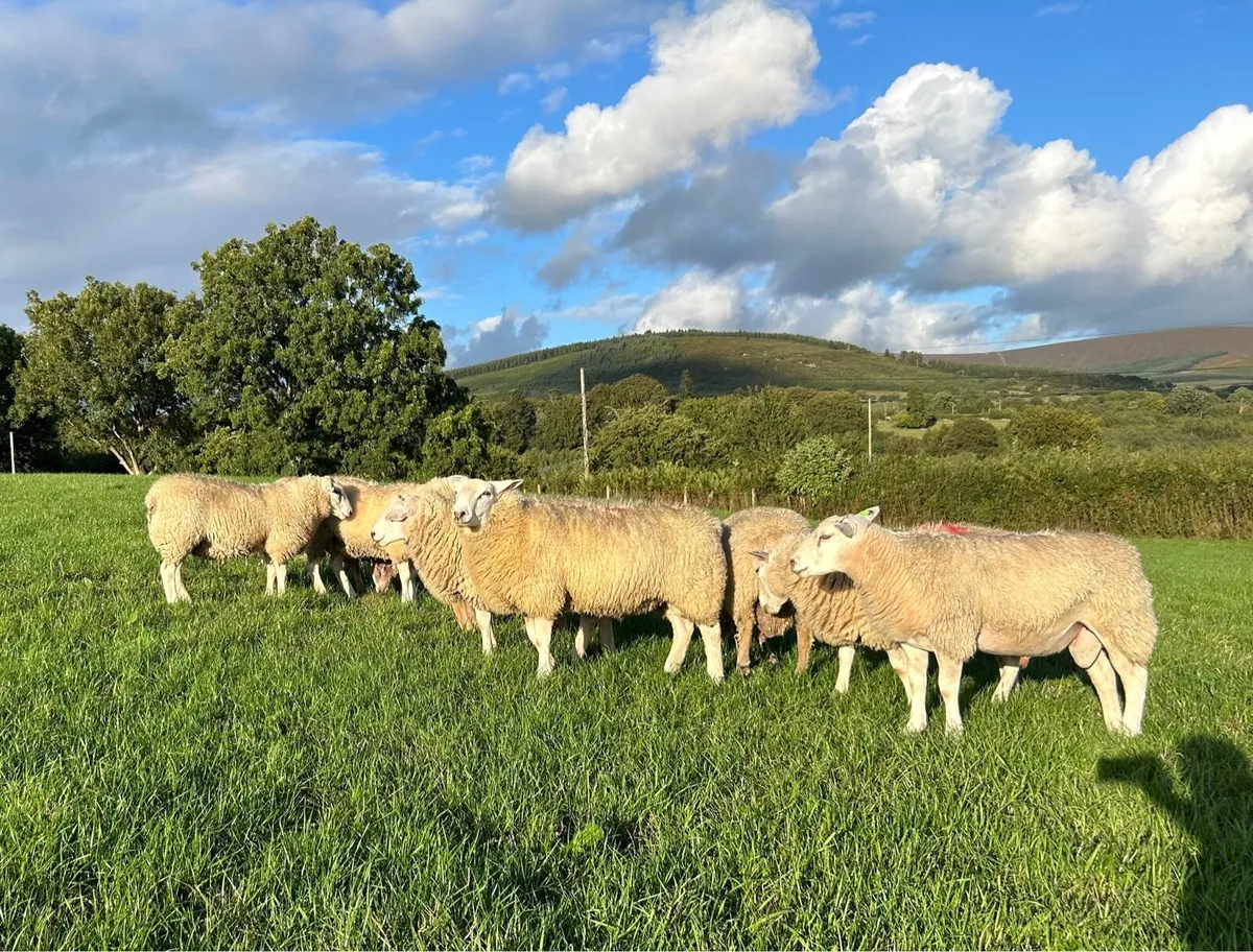 Belclare and Charolais ram lambs & belclare hogs - Image 1