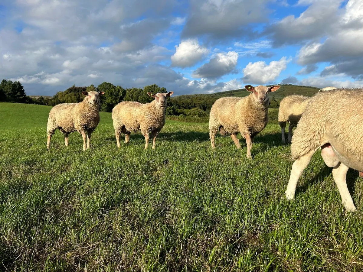 Belclare and Charolais ram lambs & belclare hogs - Image 4