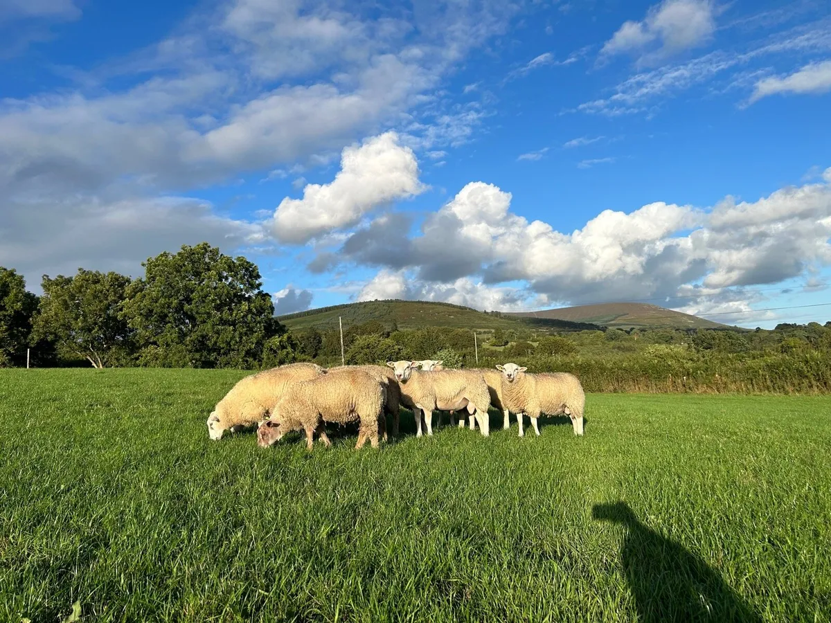 Belclare and Charolais ram lambs & belclare hogs - Image 2