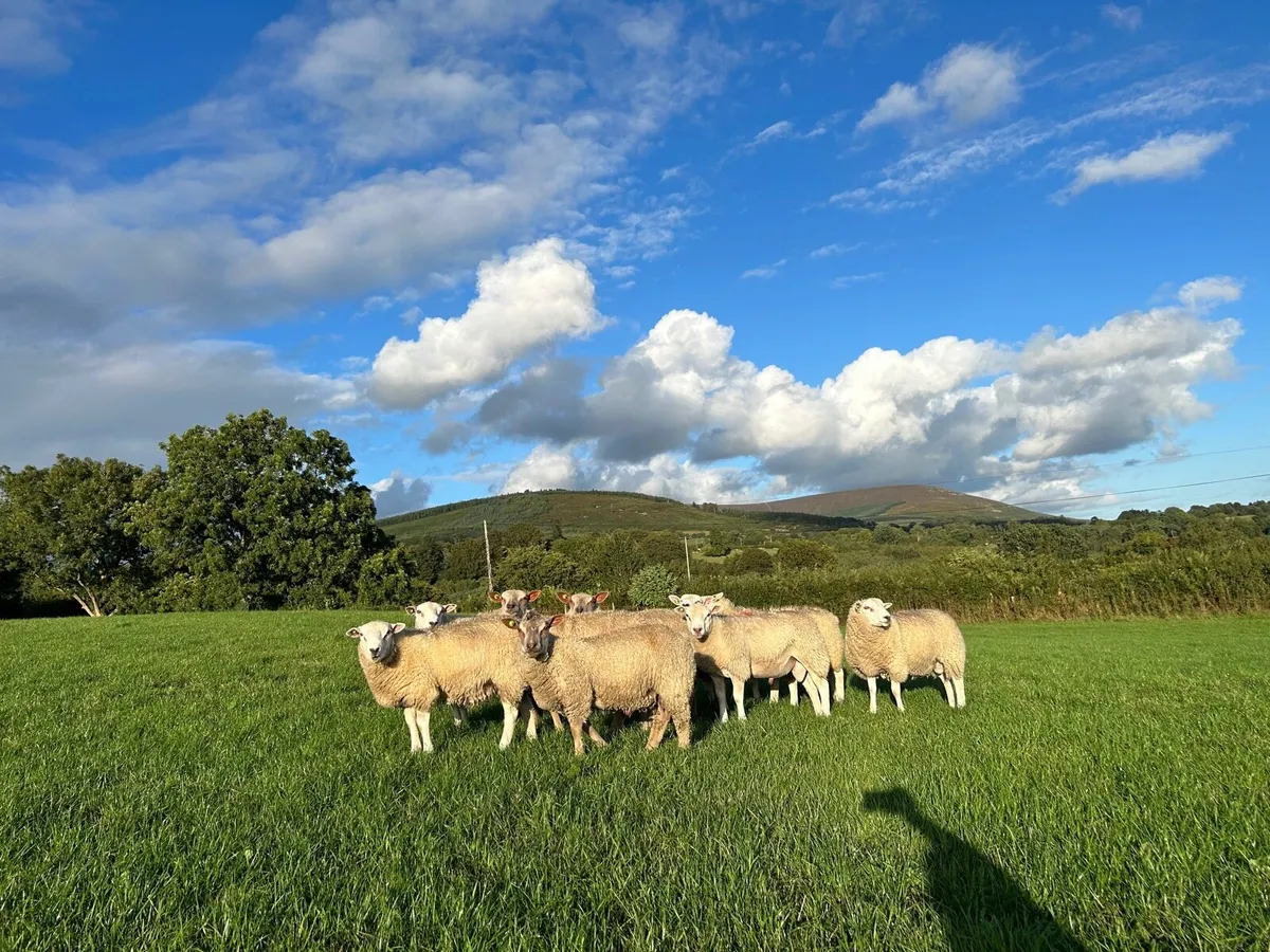 Belclare and Charolais ram lambs & belclare hogs - Image 3