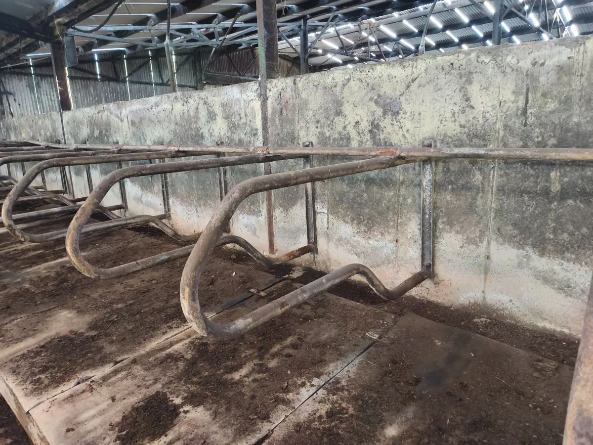 Cow Cubicles - Image 1