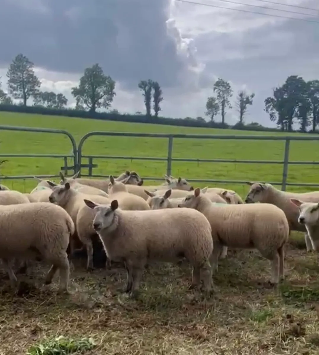 Ewe lambs - Image 2