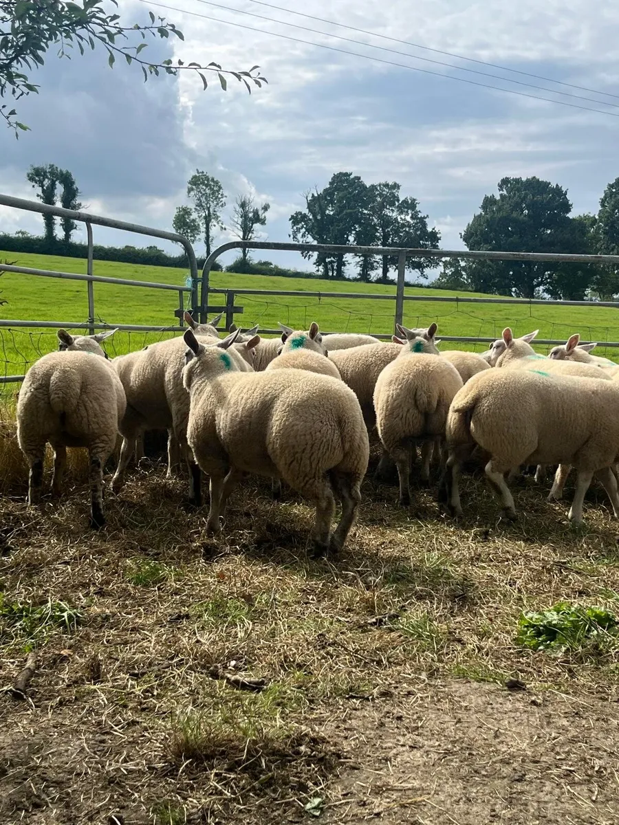 Ewe lambs - Image 3