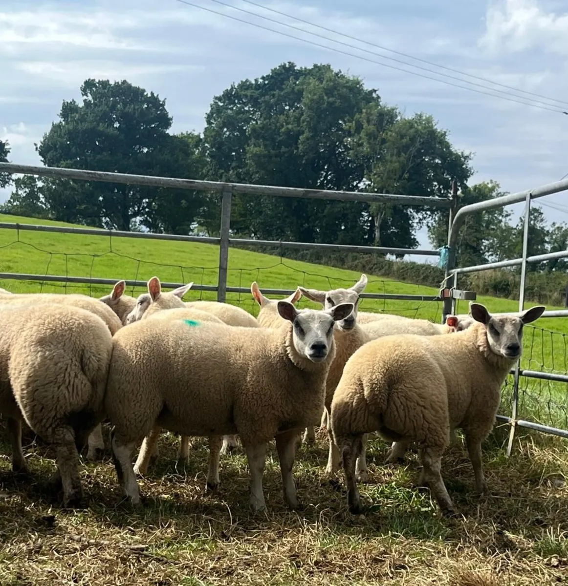 Ewe lambs - Image 4