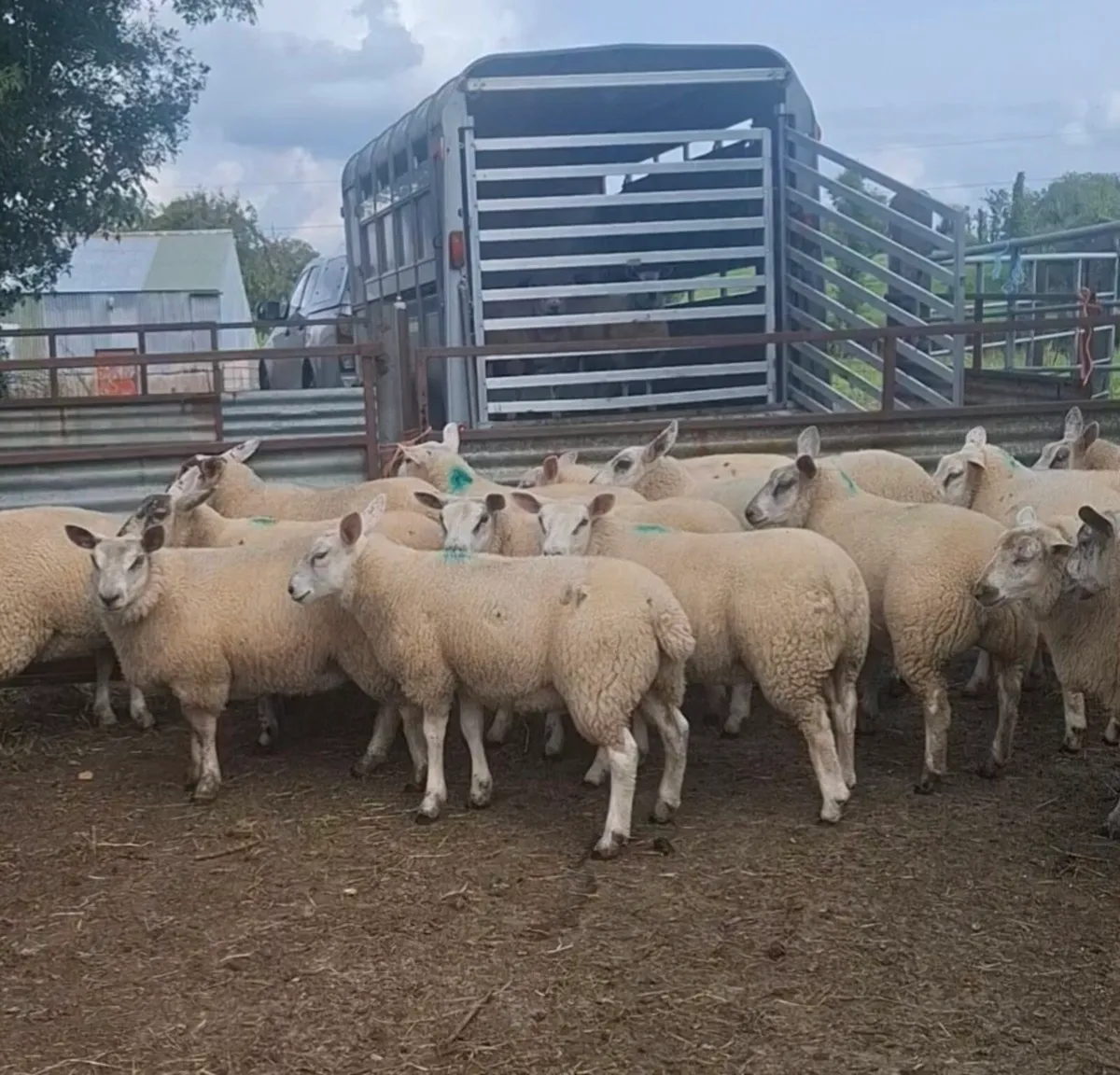 Ewe lambs - Image 1