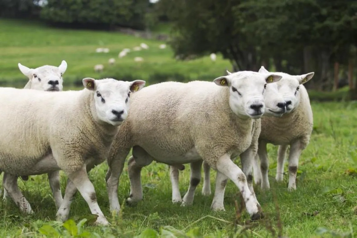texal ewes lambs wanted