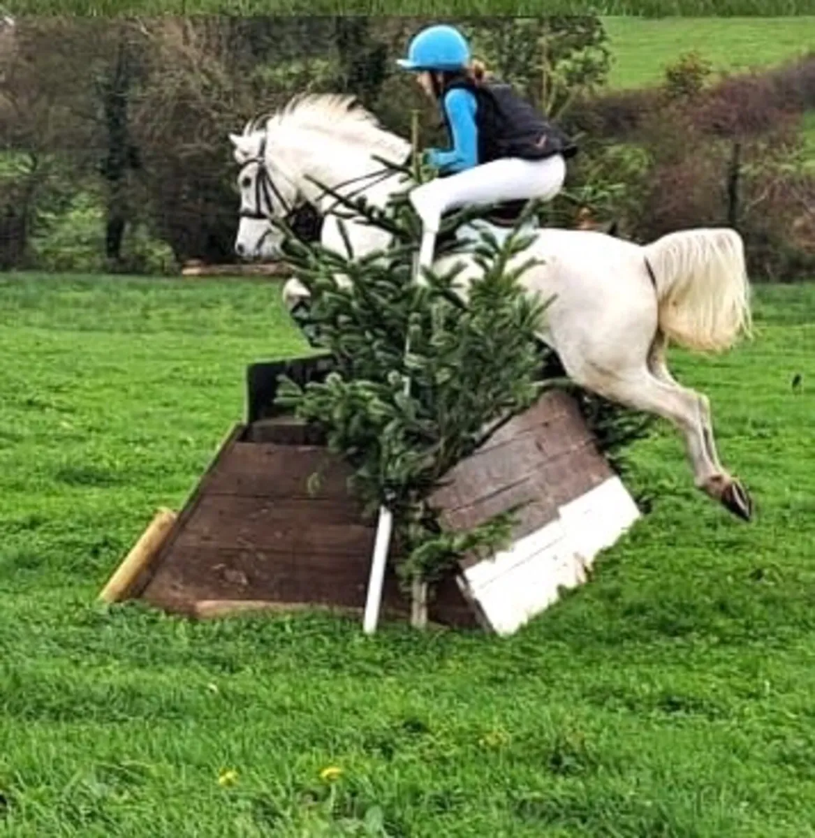 Unbelievable all-round pony - Image 3