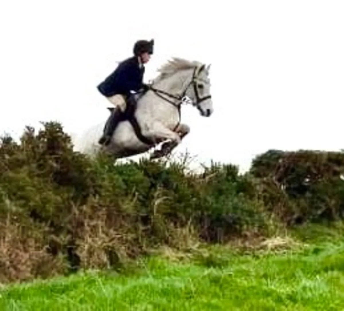 Unbelievable all-round pony - Image 4