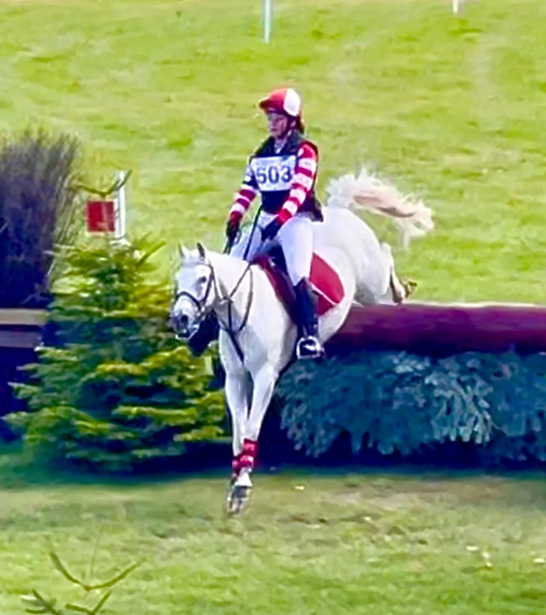 Unbelievable all-round pony - Image 1