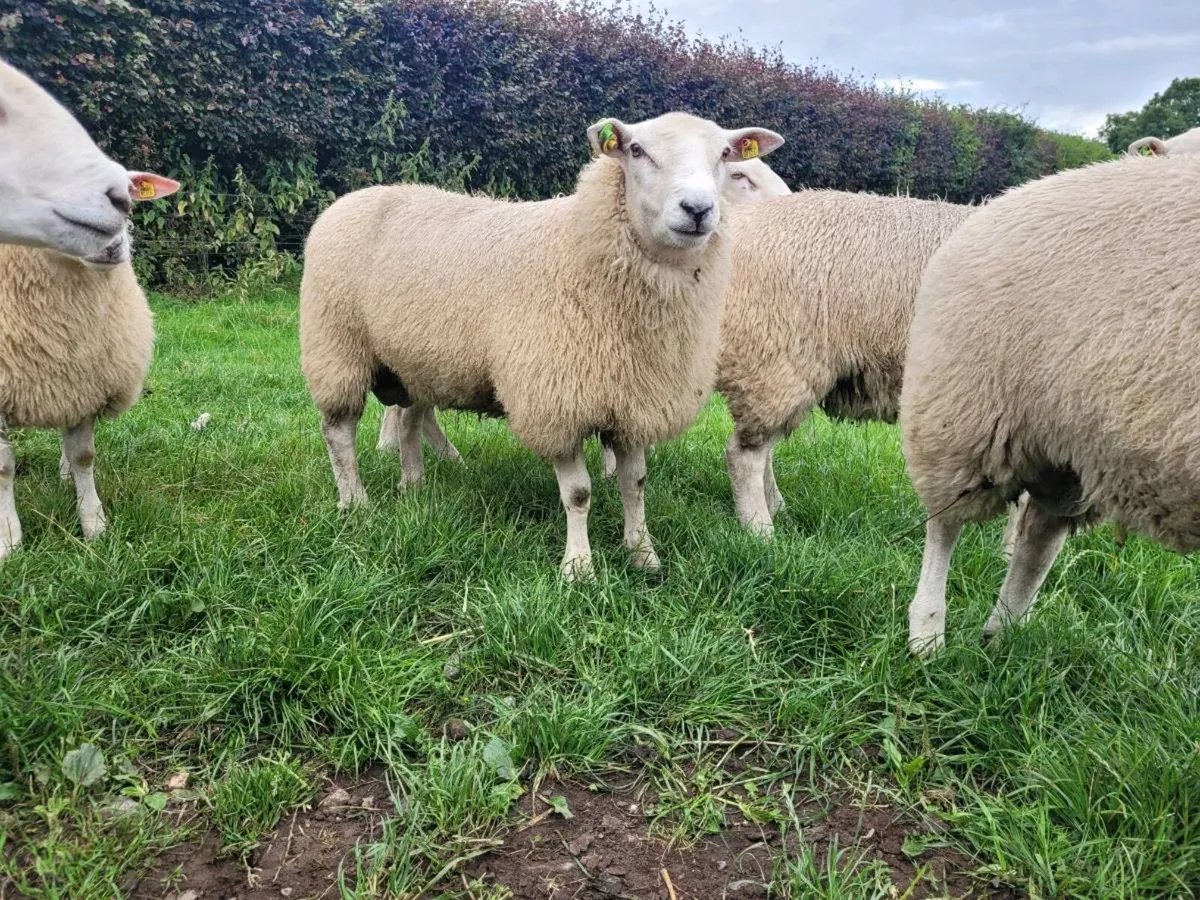 Belclare PBR ram lambs - Image 2