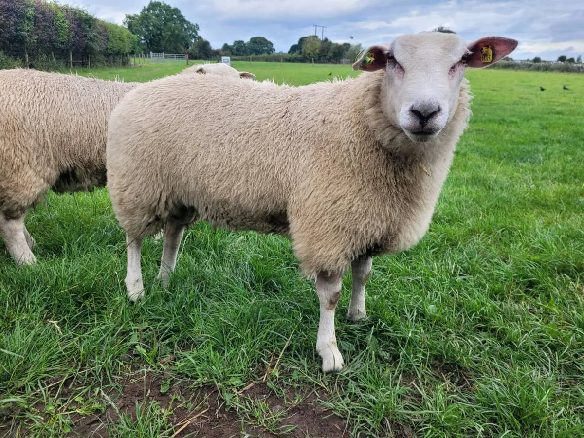 Belclare PBR ram lambs - Image 3