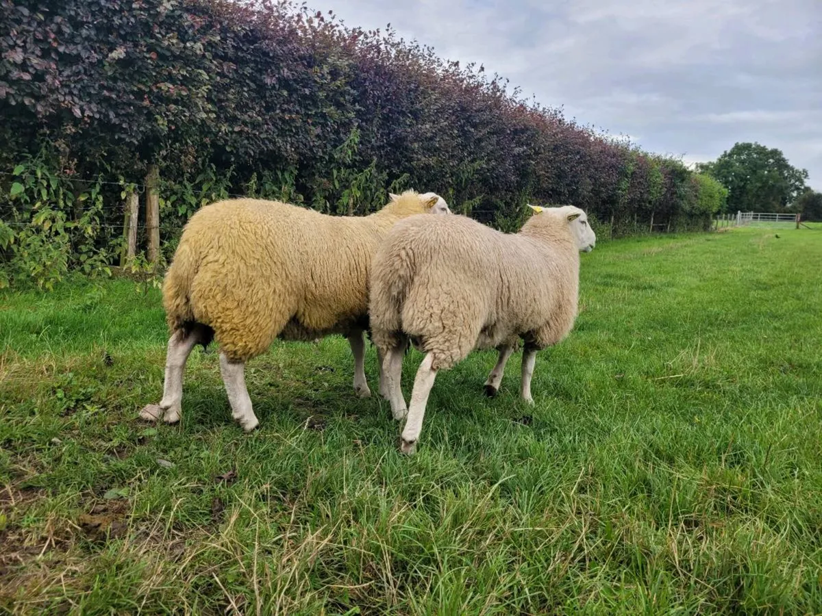 Belclare PBR ram lambs - Image 4