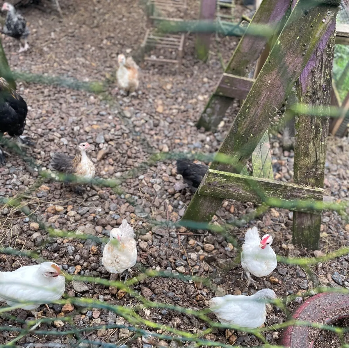 Beautiful Chicks, Muscovy ducklings, - Image 2