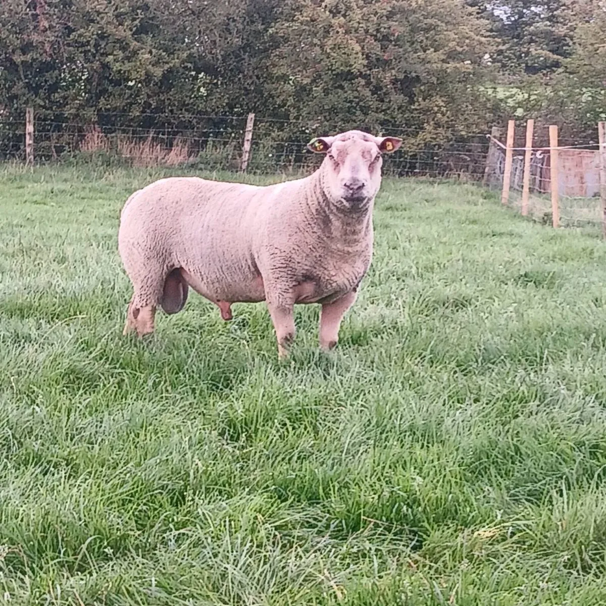 Pure bread Charollais ram - Image 1