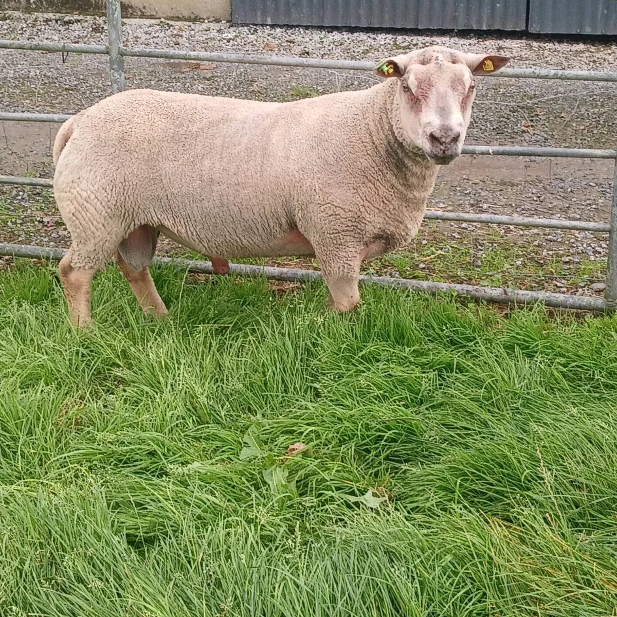 Pure bread Charollais ram - Image 2