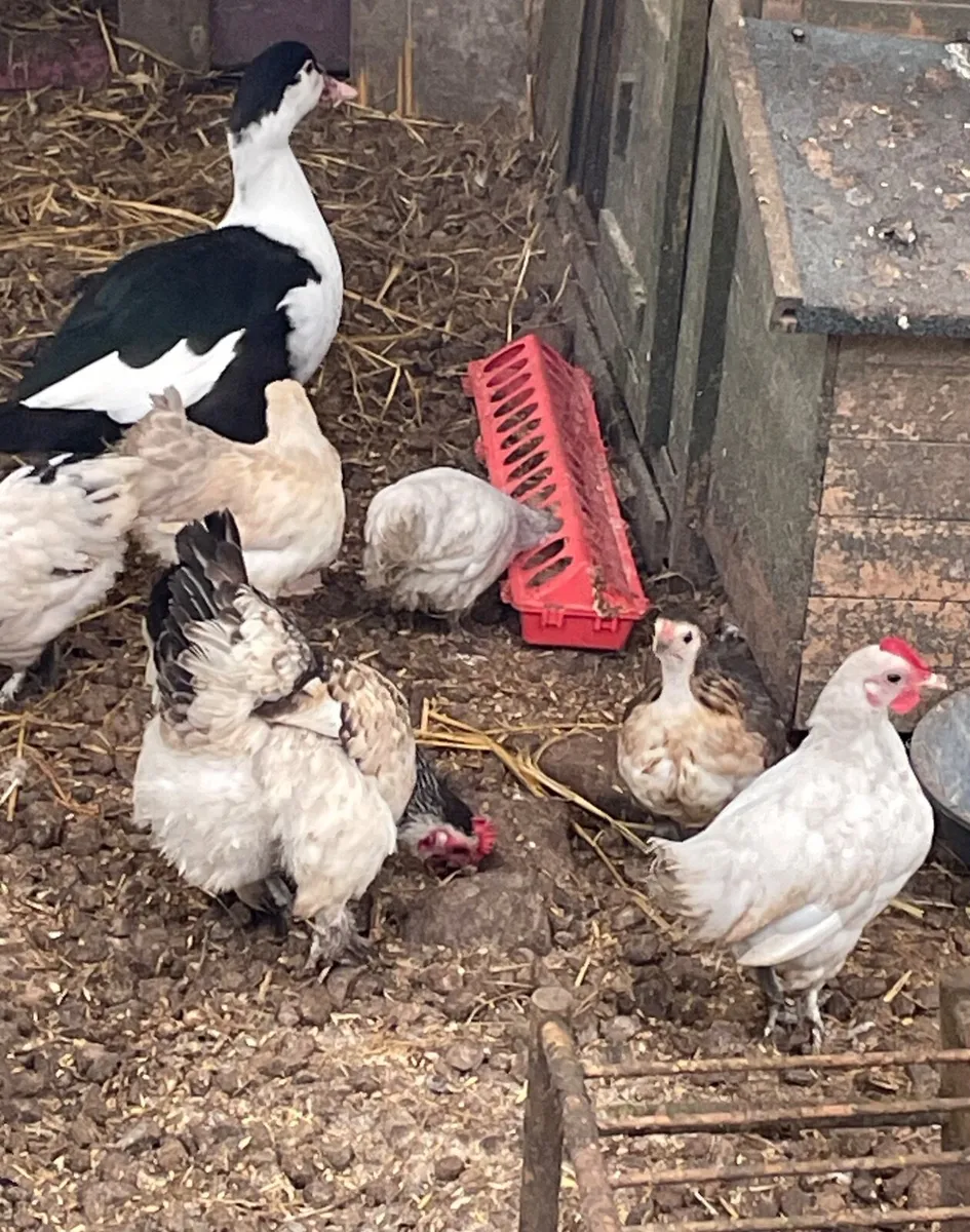 Muscovy ducklings - Image 2