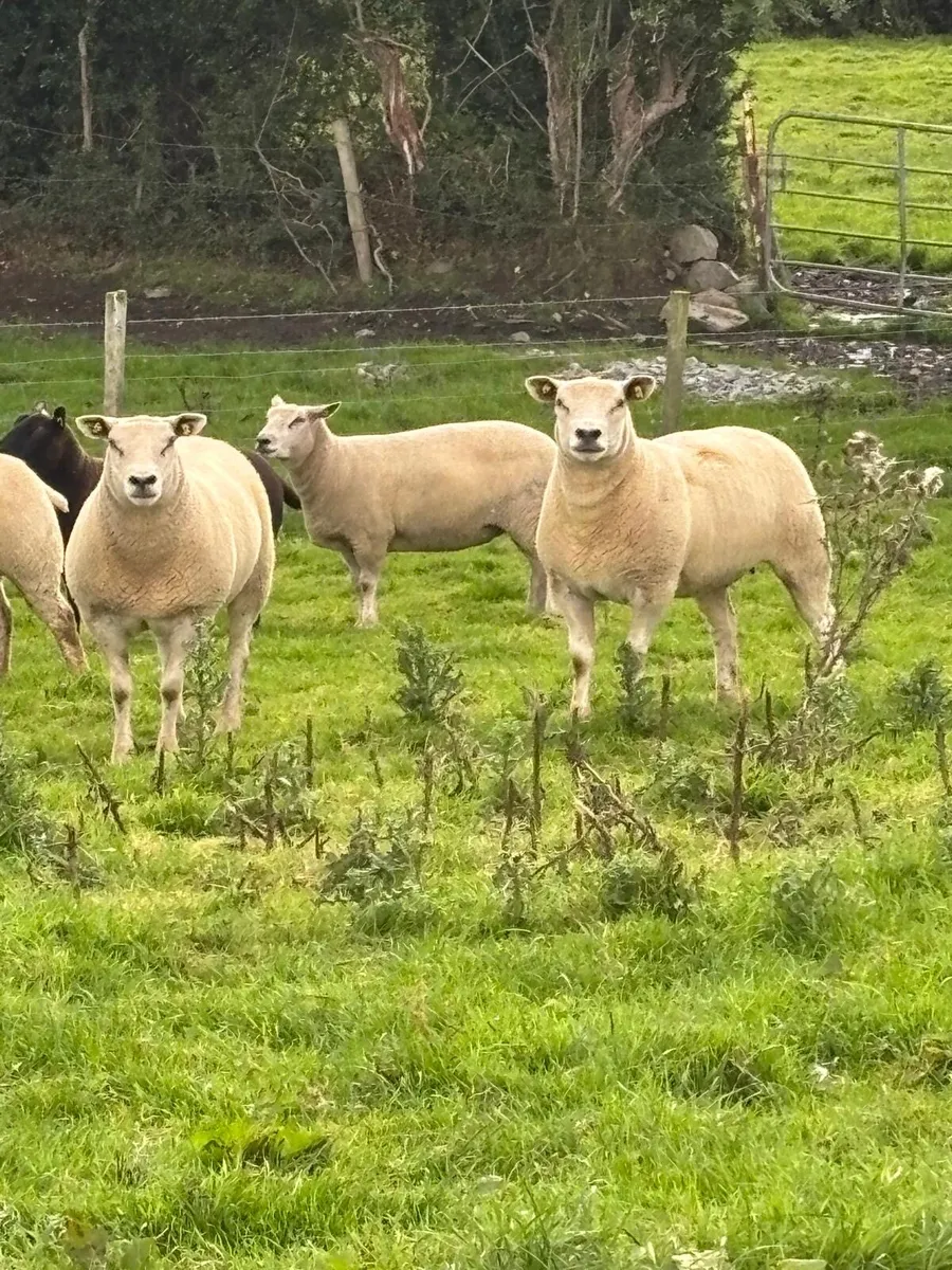 Sheep - Image 3