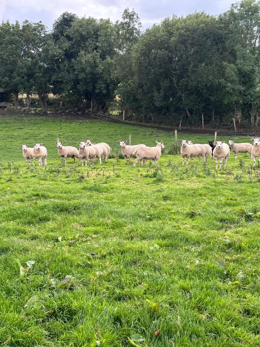 Sheep - Image 4