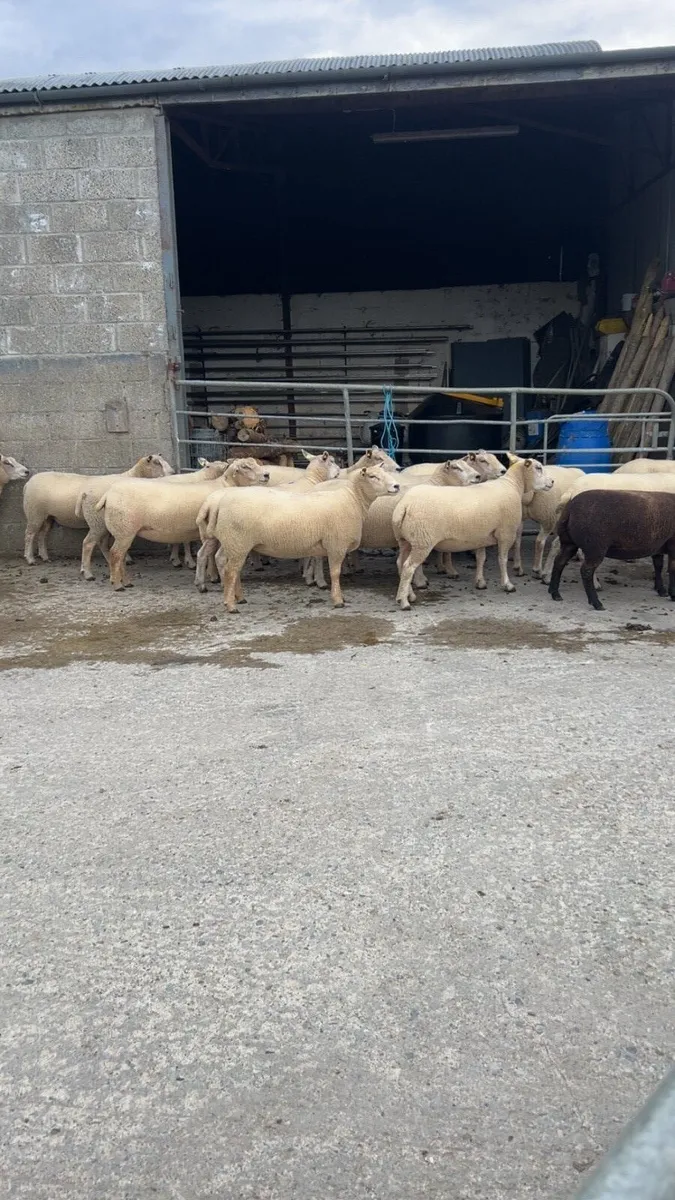Sheep - Image 2