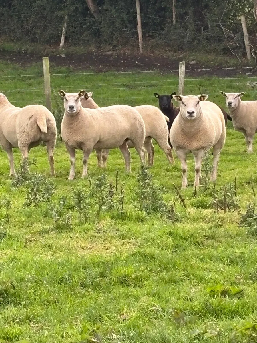 Sheep - Image 1
