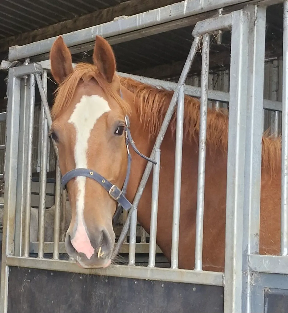 3 year old by Conticco in Goresbridge this Tuesday