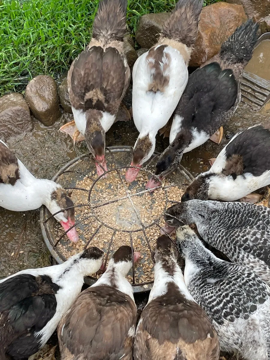 Ducklings - Image 1