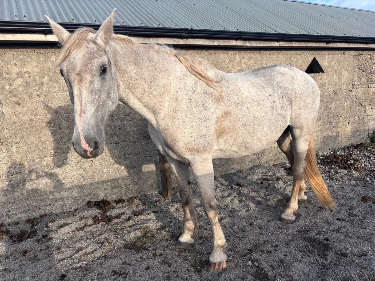 Draught Mare - Image 2