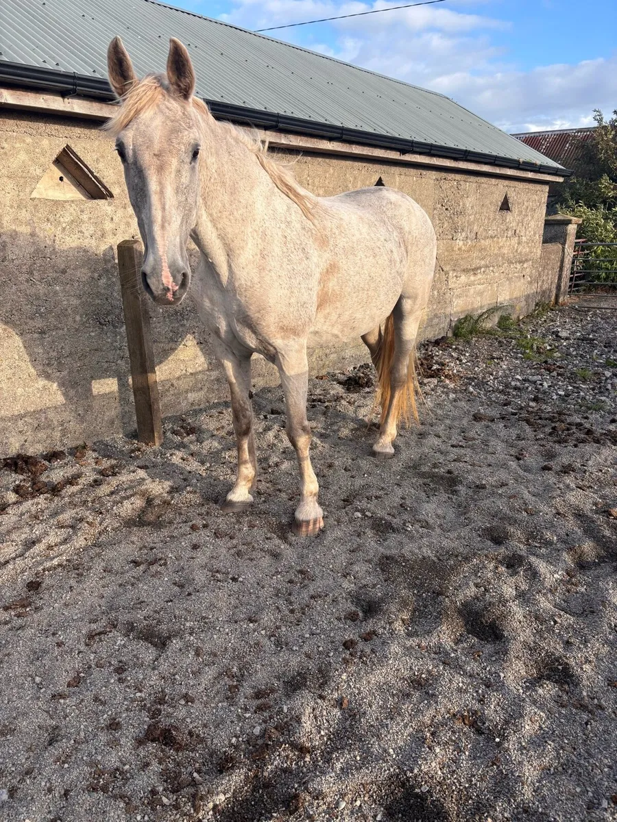 Draught Mare - Image 3