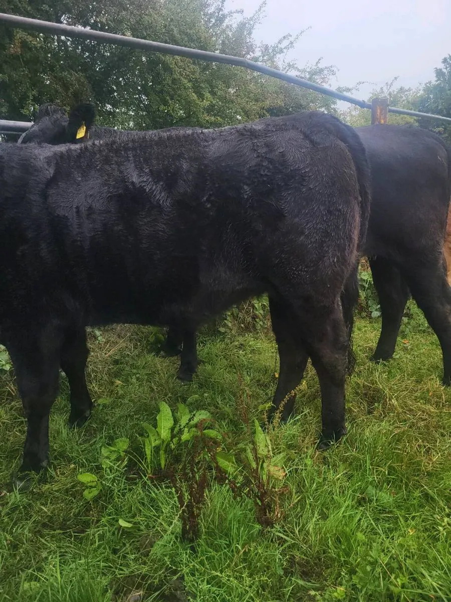 ORGANIC  CATTLE  HEIFERS - Image 3