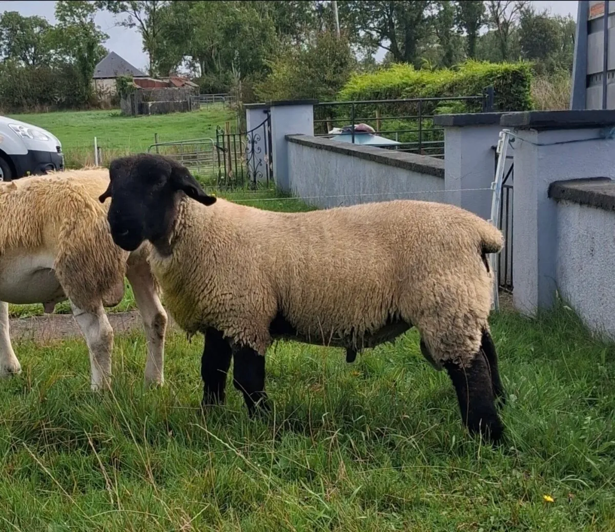 Suffolk Ram Lamb - Image 1