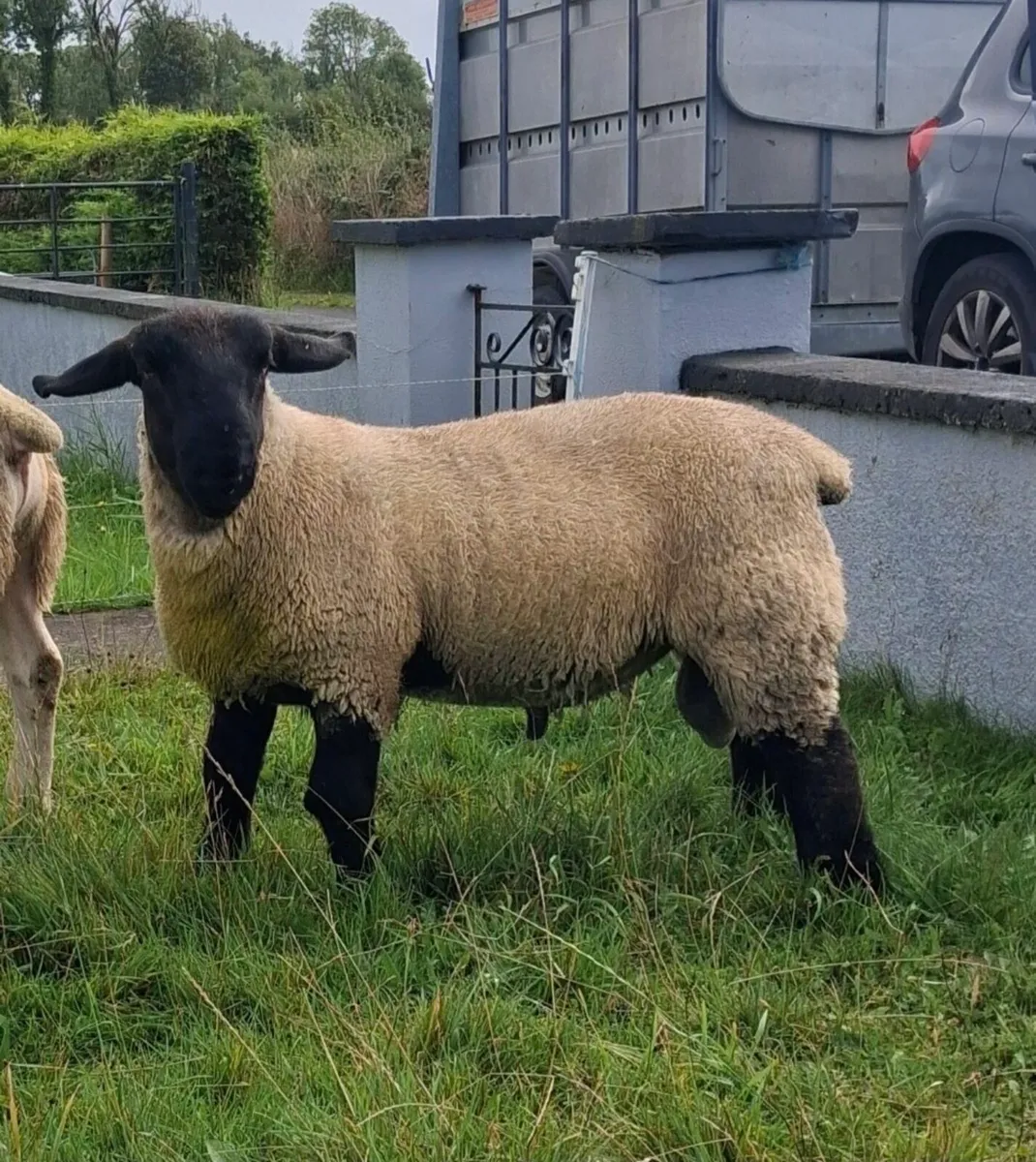 Suffolk Ram Lamb - Image 2