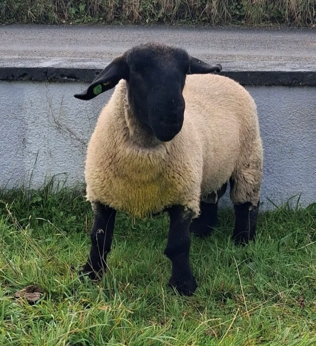 Suffolk Ram Lamb - Image 3