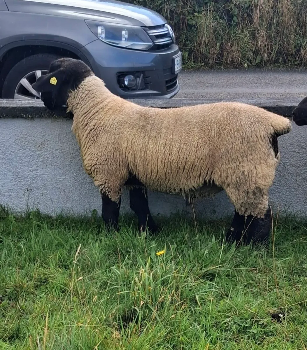 Suffolk Ram Lamb - Image 4