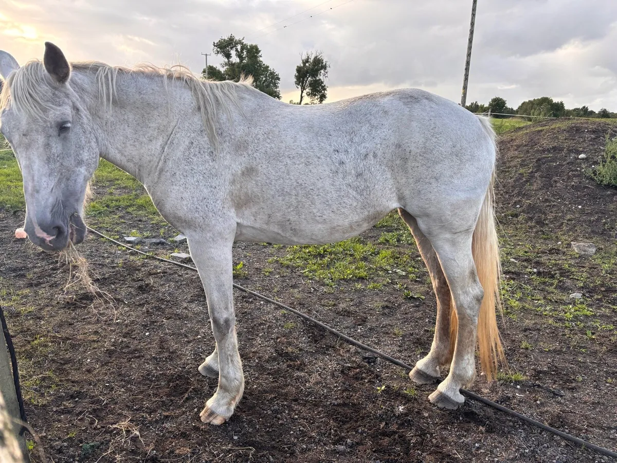 Draught Mare - Image 1