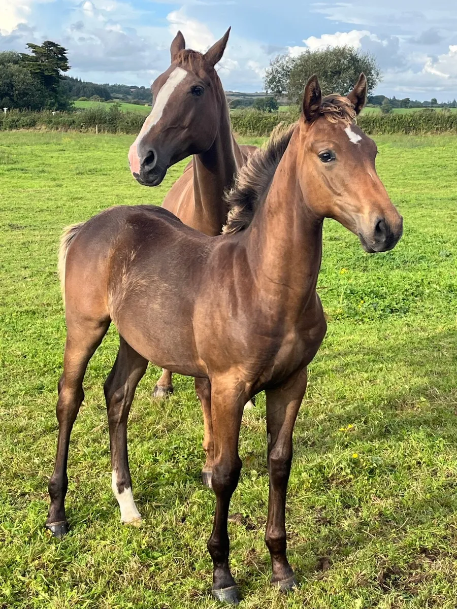 Colt foal by ROCK ‘N ROLL - Image 1