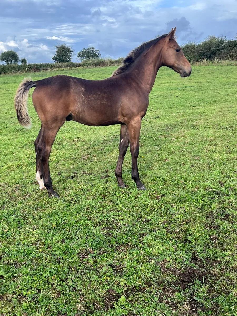 Colt foal by ROCK ‘N ROLL - Image 2