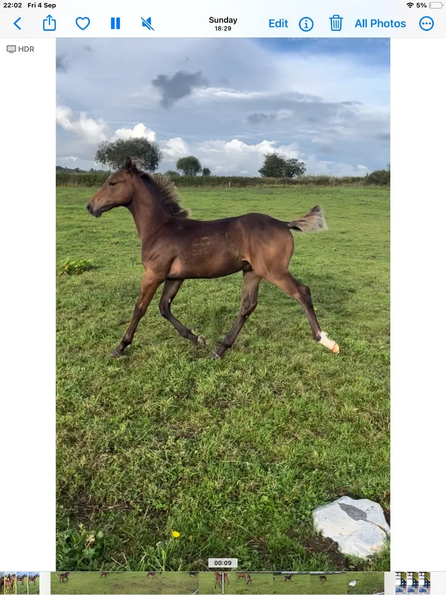 Colt foal by ROCK ‘N ROLL - Image 3