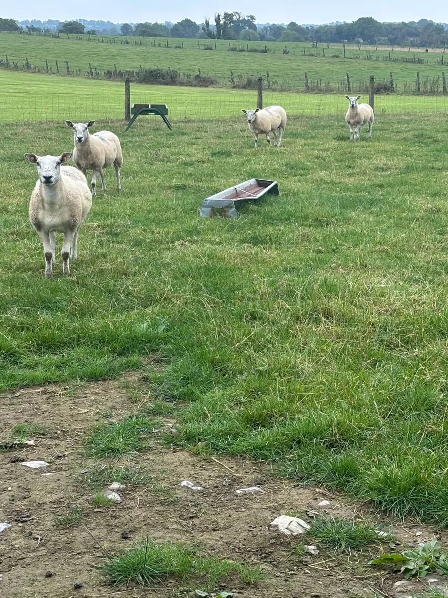 Texel Mule Hoggets - Image 2