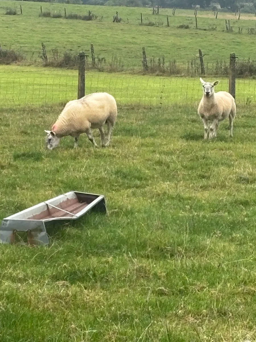 Texel Mule Hoggets - Image 3