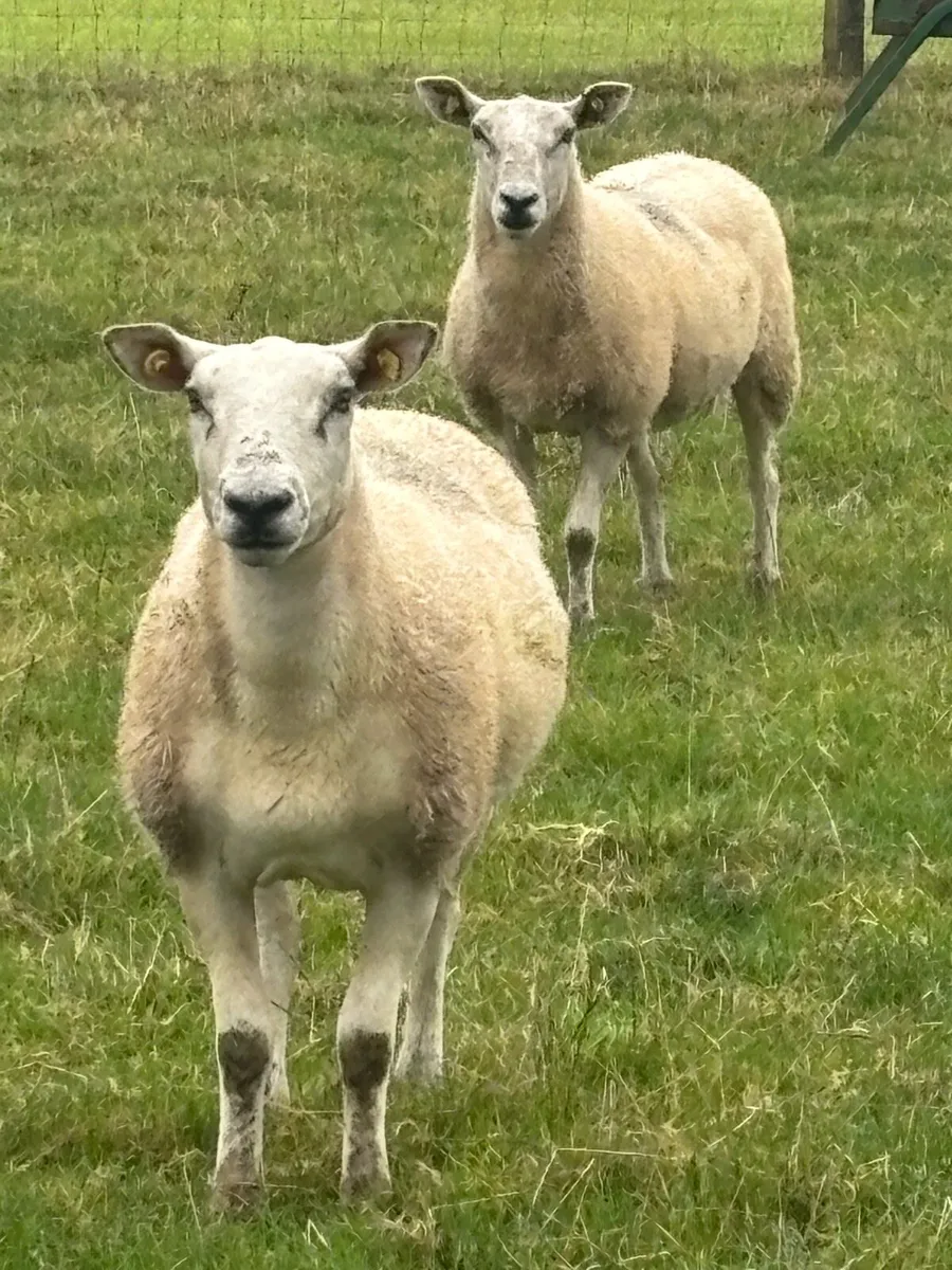 Texel Mule Hoggets - Image 1