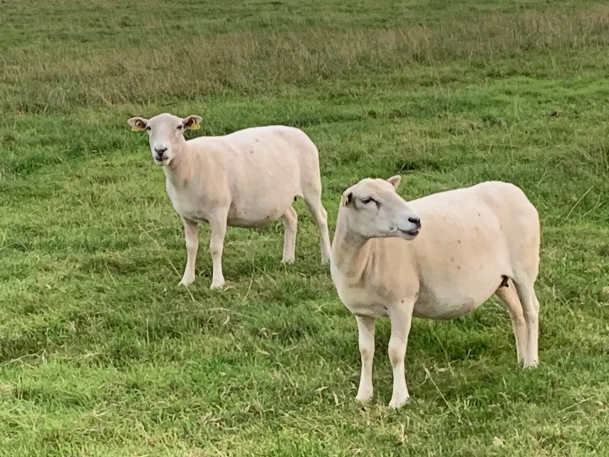 Sheep - Image 2