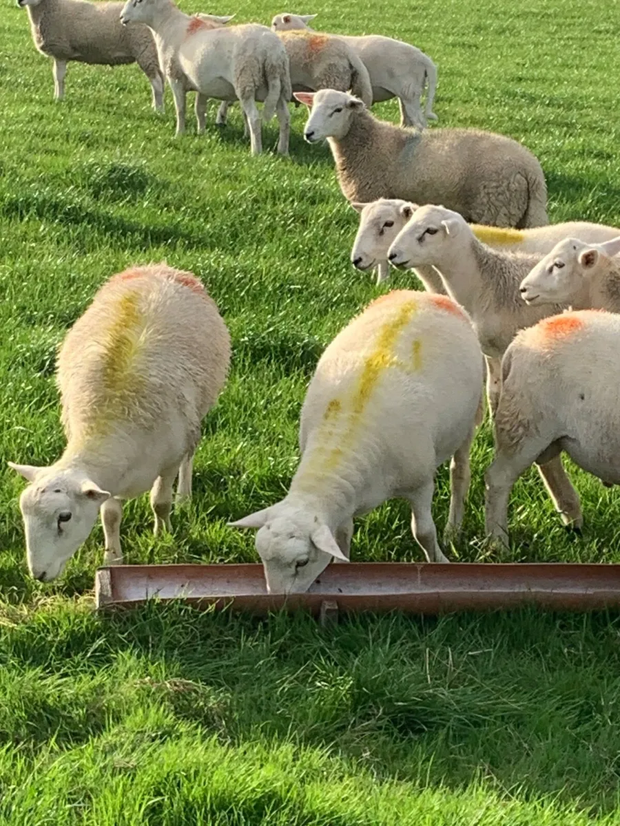 Sheep - Image 3